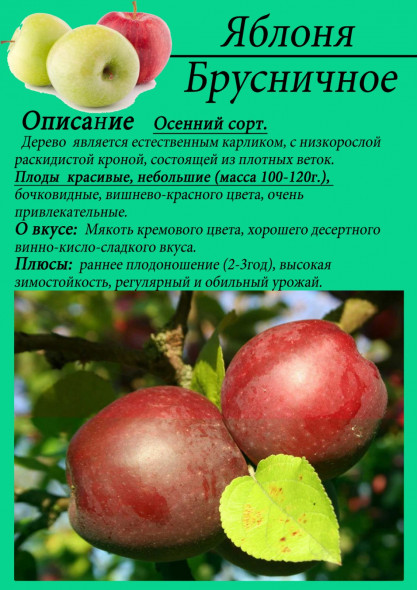 Яблоня "Брусничное"