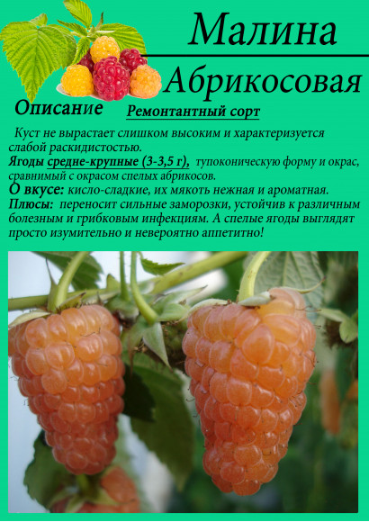 Малина "Абрикосовая"