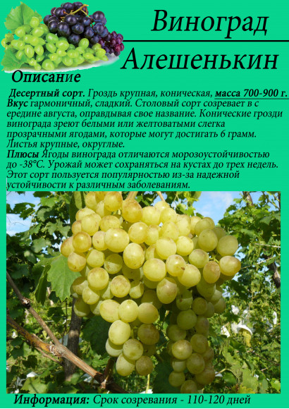 Виноград "Алёшкин"