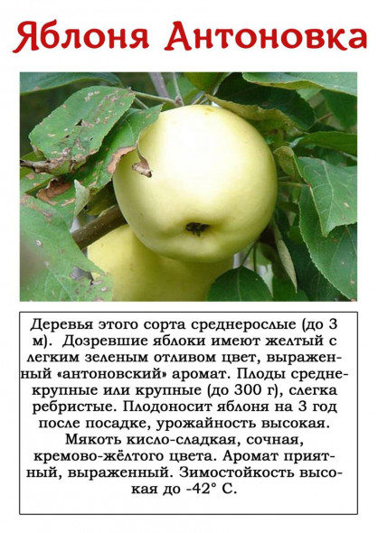 Яблоня "Антоновка"