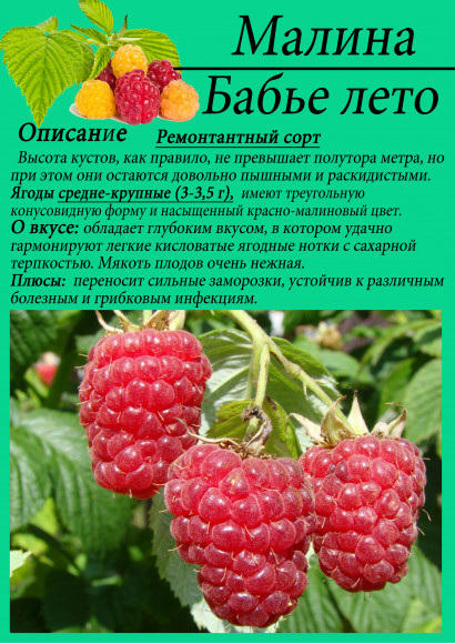 Малина "Бабье лето"