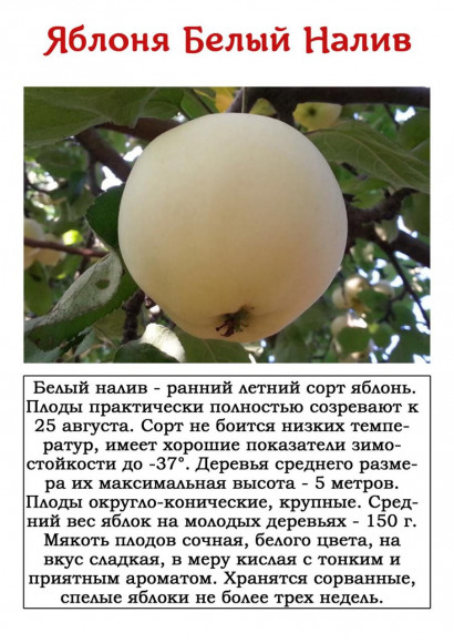Яблоня "Белый налив"