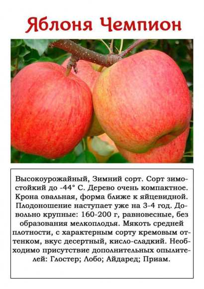 Яблоня "Чемпион"
