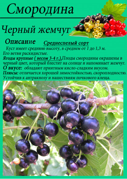 Смородина "Черный жемчуг"