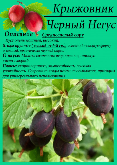 Крыжовник "Черный негус" Крыжовник "Черный негус"