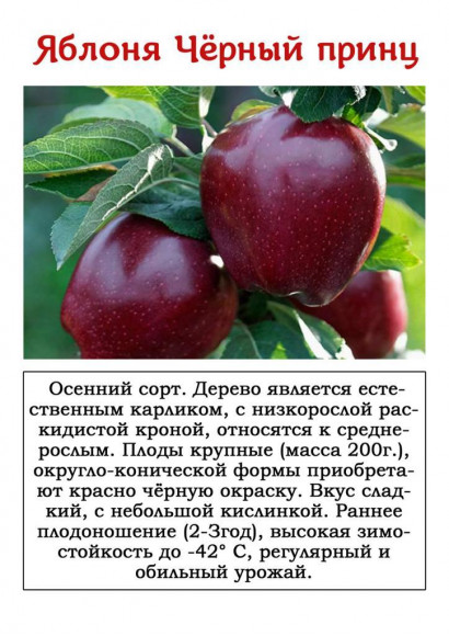 Яблоня "Черный принц"