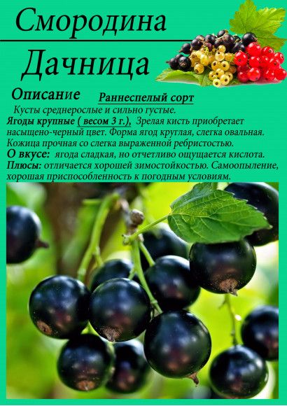 Смородина "Дачница"