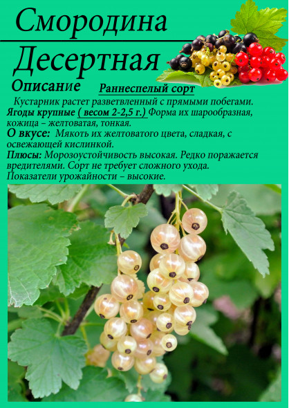Смородина "Десертная"