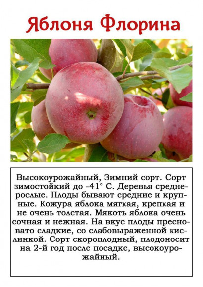 Яблоня "Флорина"