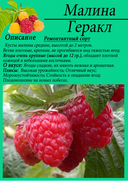 Малина "Геракл"