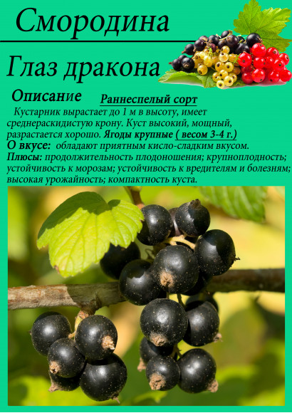 Смородина "Глаз дракона"