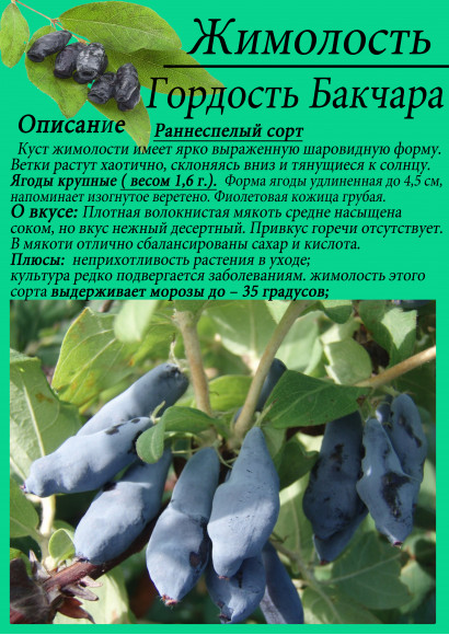 Жимолость "Гордость Бакчара"