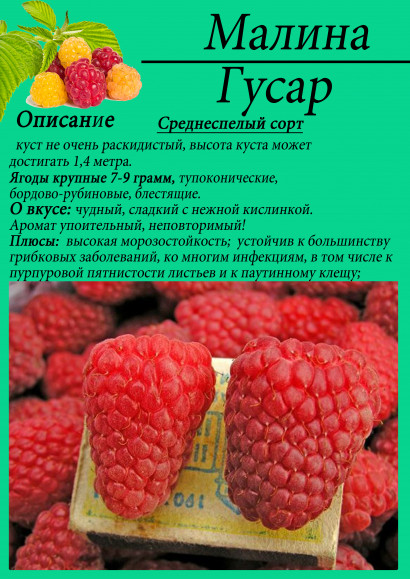 Малина "Гусар"