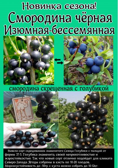 Смородина "Изюмная" Смородина "Изюмная"
