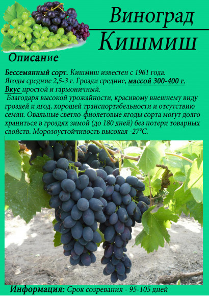 Виноград "Кишмиш"
