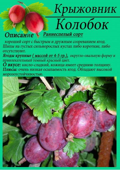 Крыжовник "Колобок"