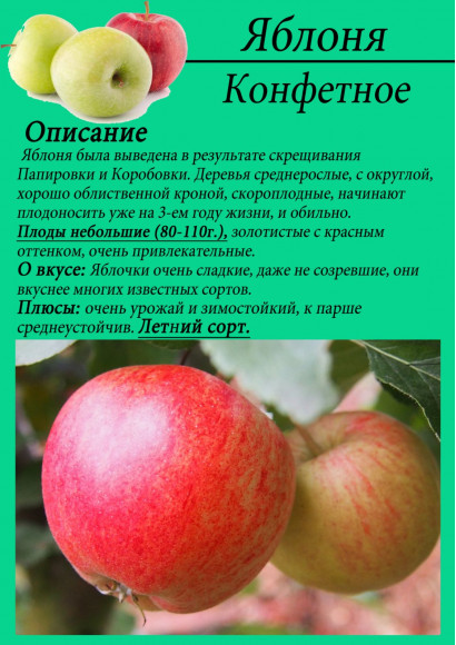 Яблоня "Конфетное"