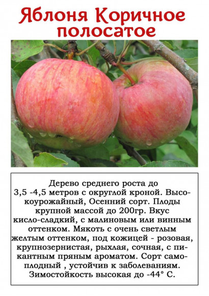 Яблоня "Коричное полосатое"