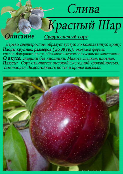 Слива "Красный шар"