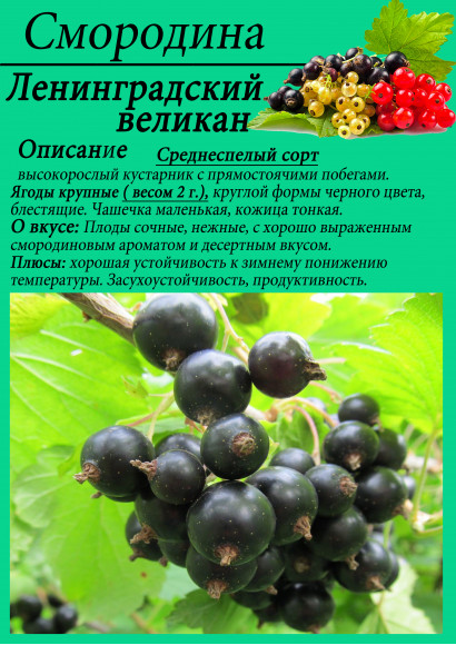 Смородина "Ленинградский великан"