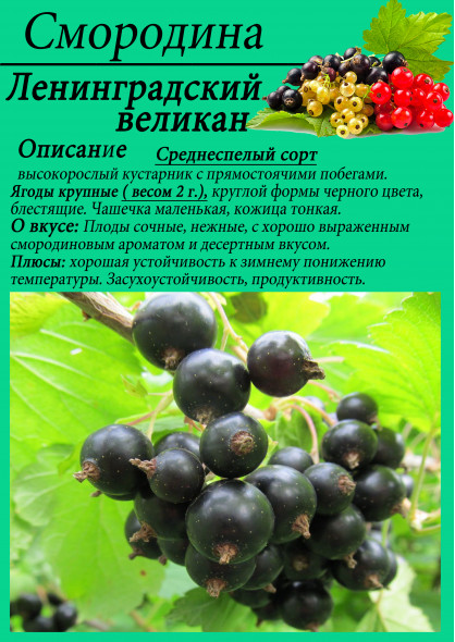 Смородина "Ленинградский великан"