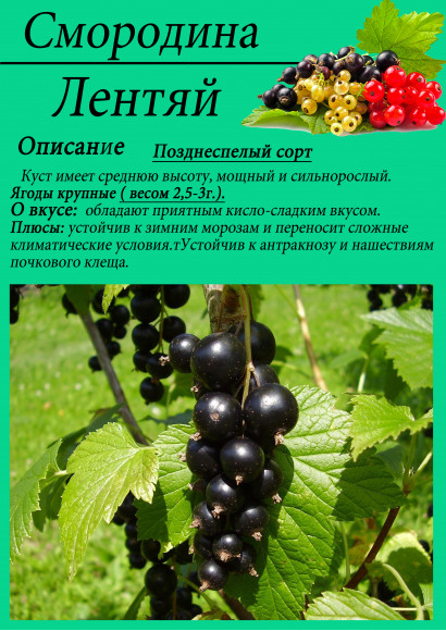 Смородина "Лентяй"
