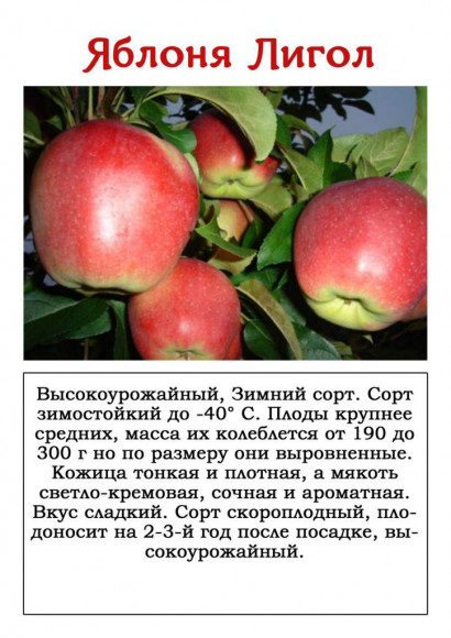 Яблоня "Лигол"