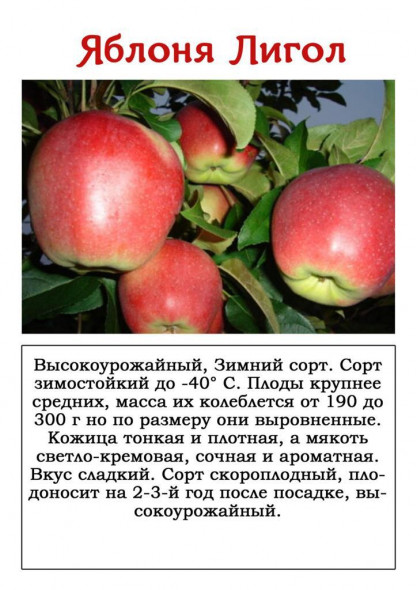 Яблоня "Лигол"