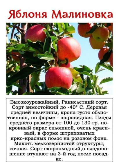 Яблоня "Малиновка"