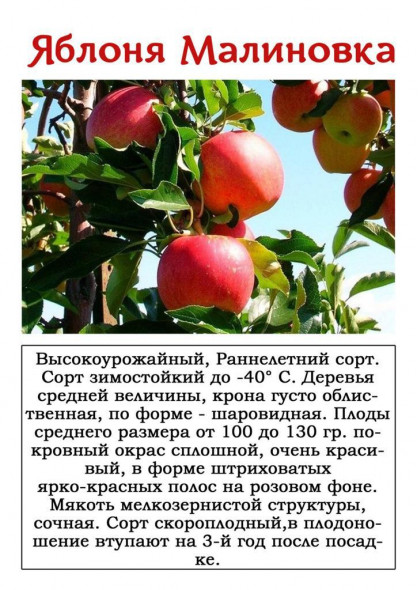 Яблоня "Малиновка"