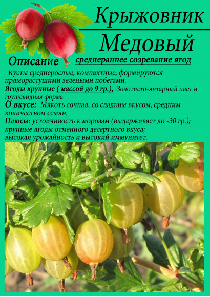Крыжовник "Медовый"