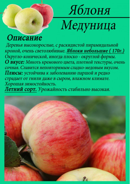 Яблоня "Медуница"