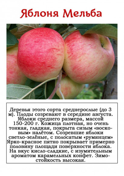 Яблоня "Мельба"