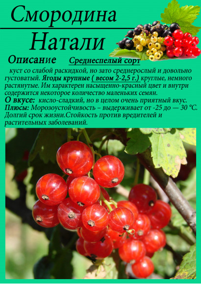 Смородина "Натали" Смородина "Натали"