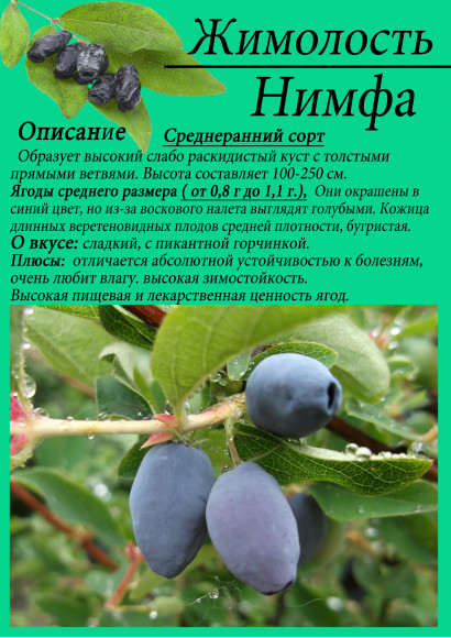 Жимолость "Нимфа" Жимолость "Нимфа"