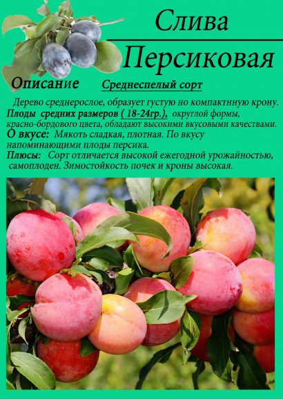 Слива "Персиковая"