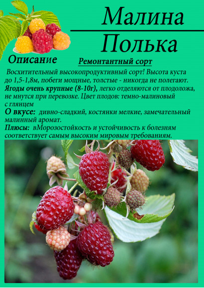 Малина "Полька" Малина "Полька"