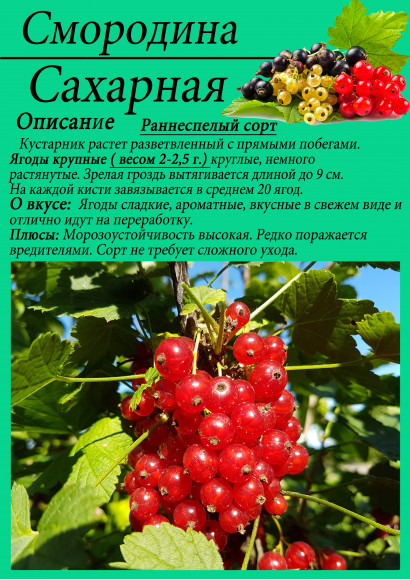 Смородина "Сахарная"