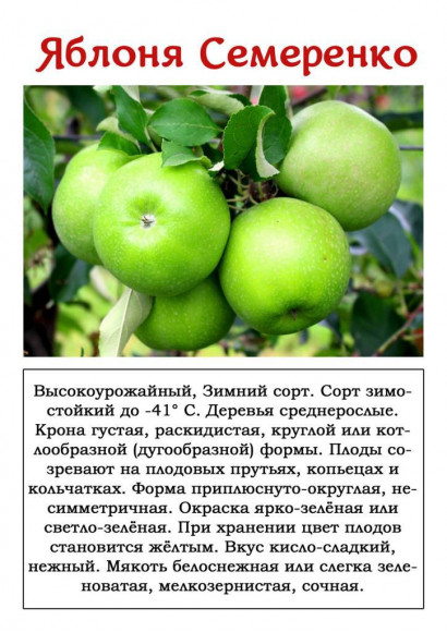 Яблоня "Семеренко"