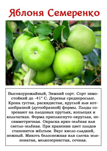 Яблоня "Семеренко"