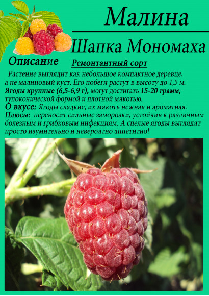 Малина "Шапка Мономаха"