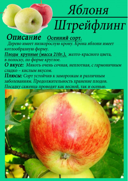 Яблоня "Штрейфлинг"