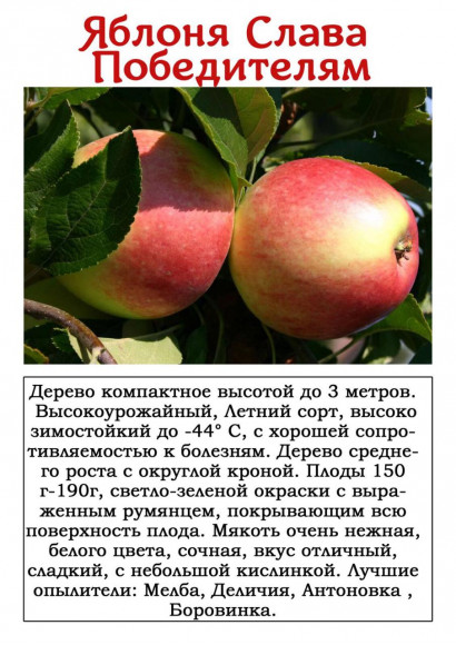 Яблоня "Слава Победителям" Яблоня "Слава Победителям"