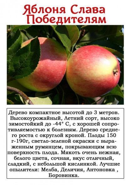 Яблоня "Слава Победителям"