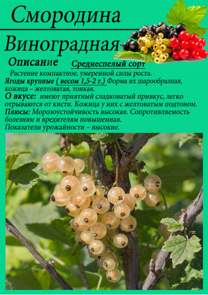 Смородина "Виноградная"