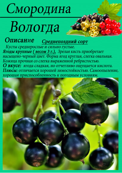 Смородина "Вологда"