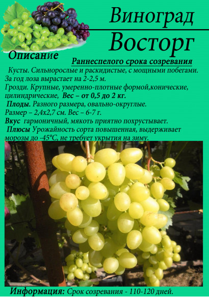 Виноград "Восторг"