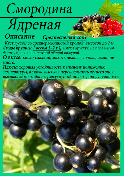 Смородина "Ядреная"