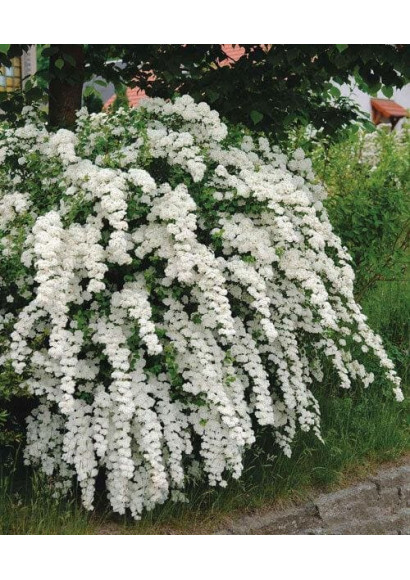 Спирея Аргута