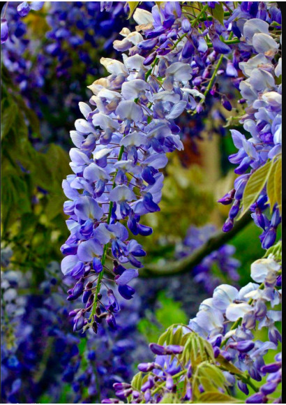 Глициния Летний Каскад (Summer Cascade)